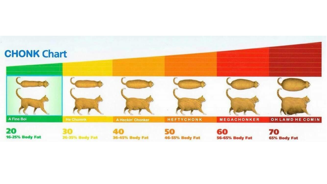 the-chonk-chart-cytoid